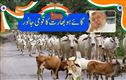 !گائے کو قومی جانور قراردینے کا مطالبہ ایک بار پھر زور پکڑنے لگا